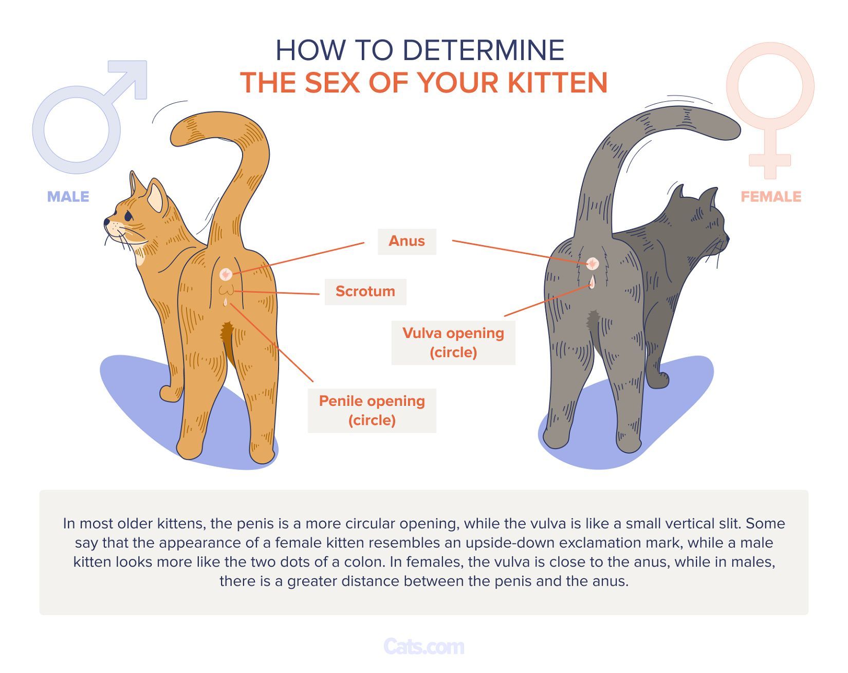 How Often Can Cats Get Pregnant? A Complete Guide to Feline Reproduction