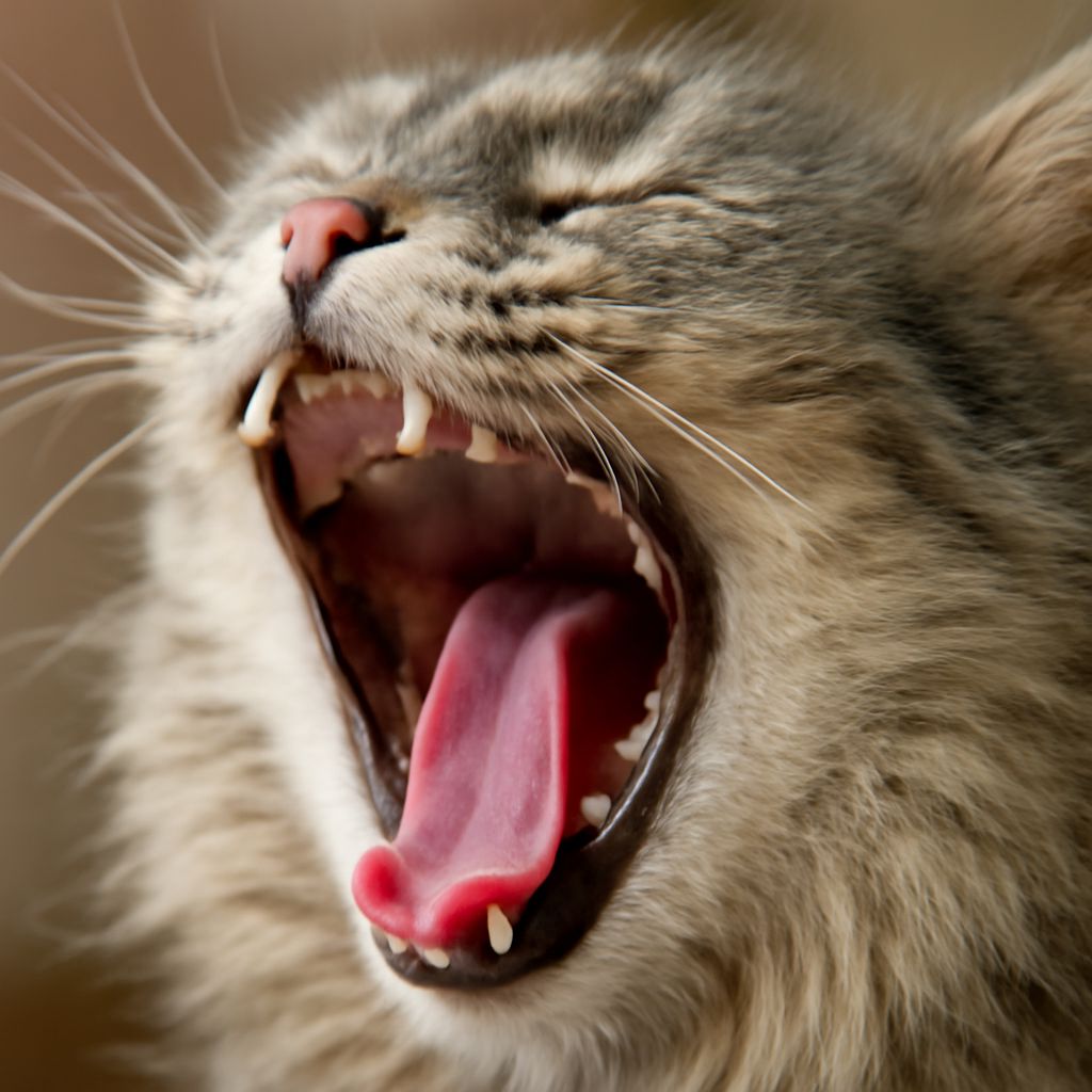 Periodontal Disease in Cats: Pain, Aggression, and What It Means for Your Cat