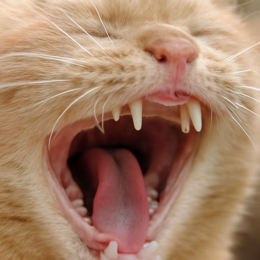 Do Cats Lose Teeth? What to Know About Cat Dental Health