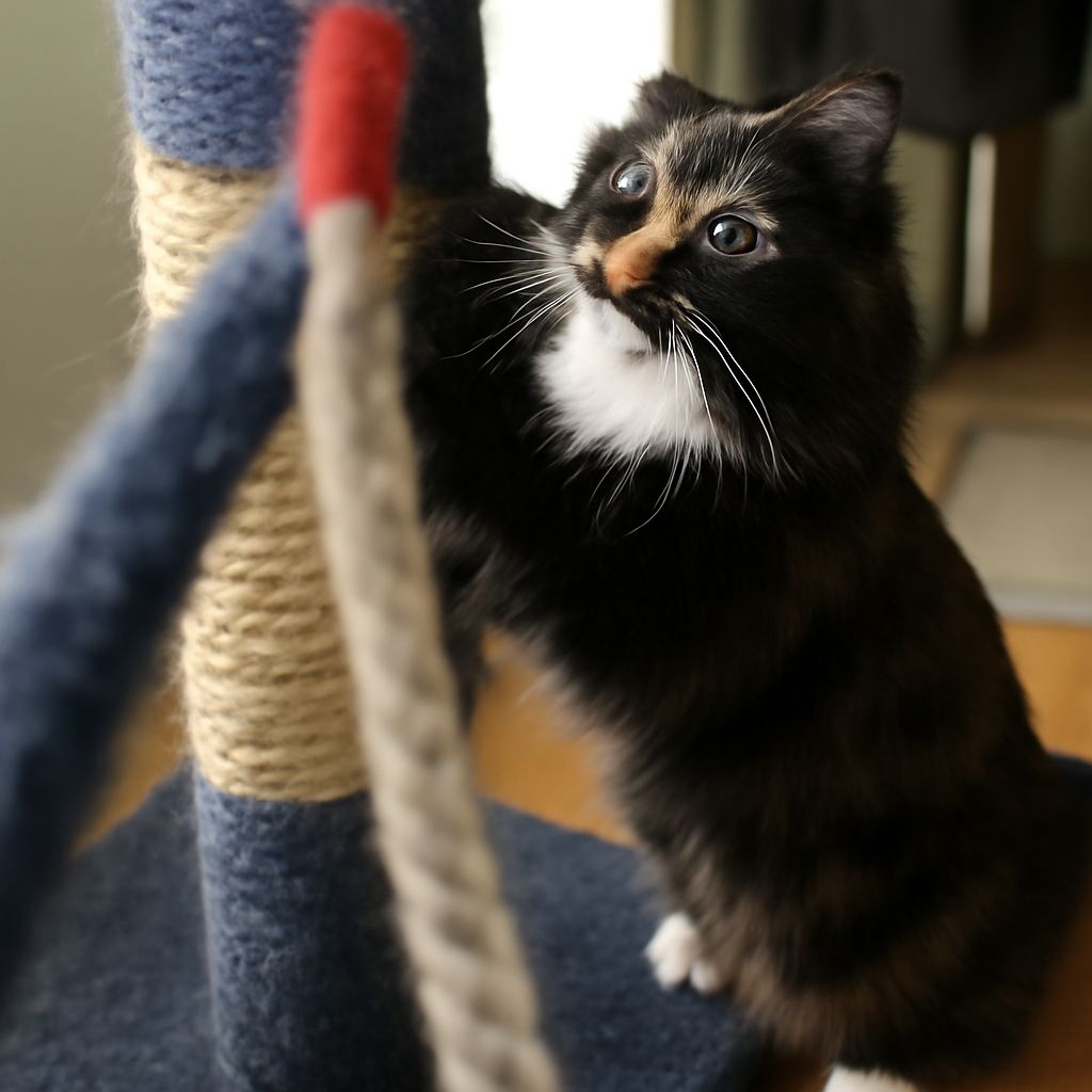 Cat Wand Toy Guide: Why Every Cat Needs One and How to Use It