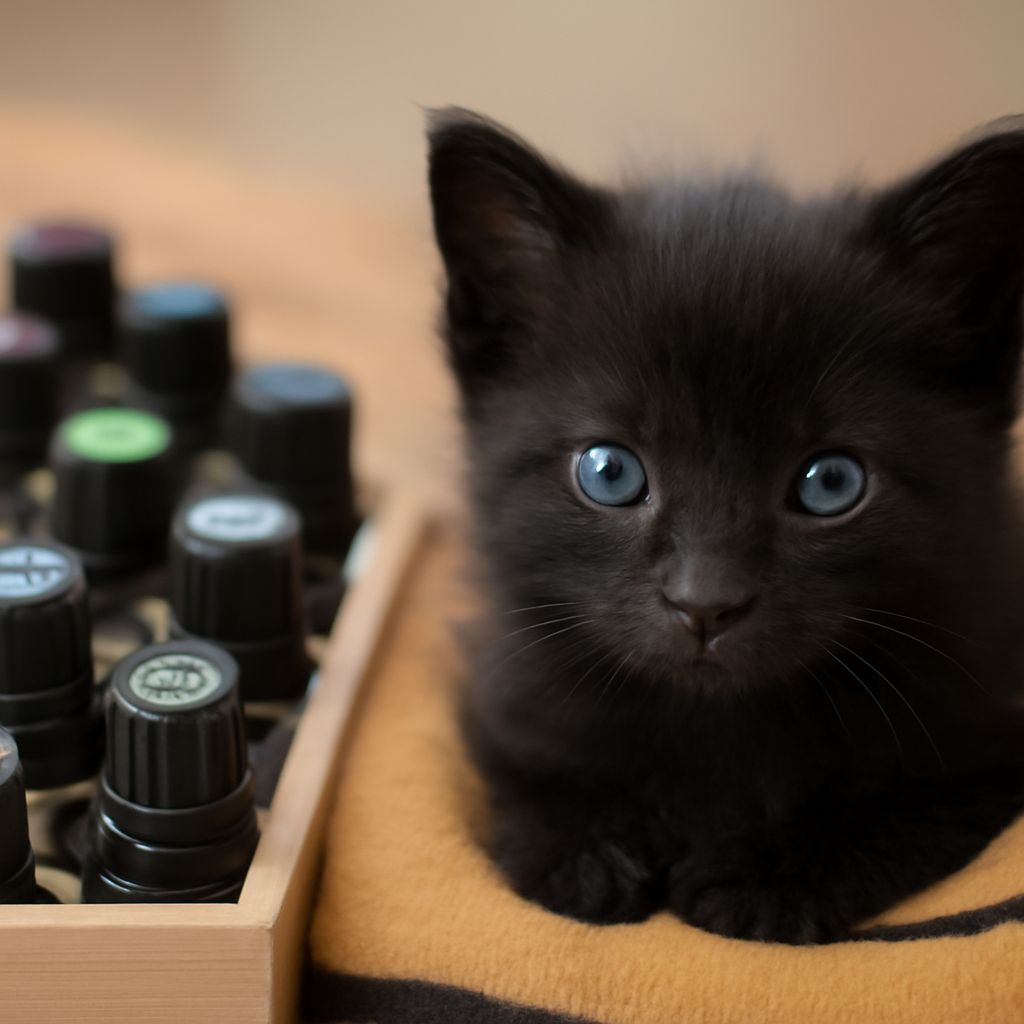 Is Coconut Oil Good for Cats? What the Evidence Shows