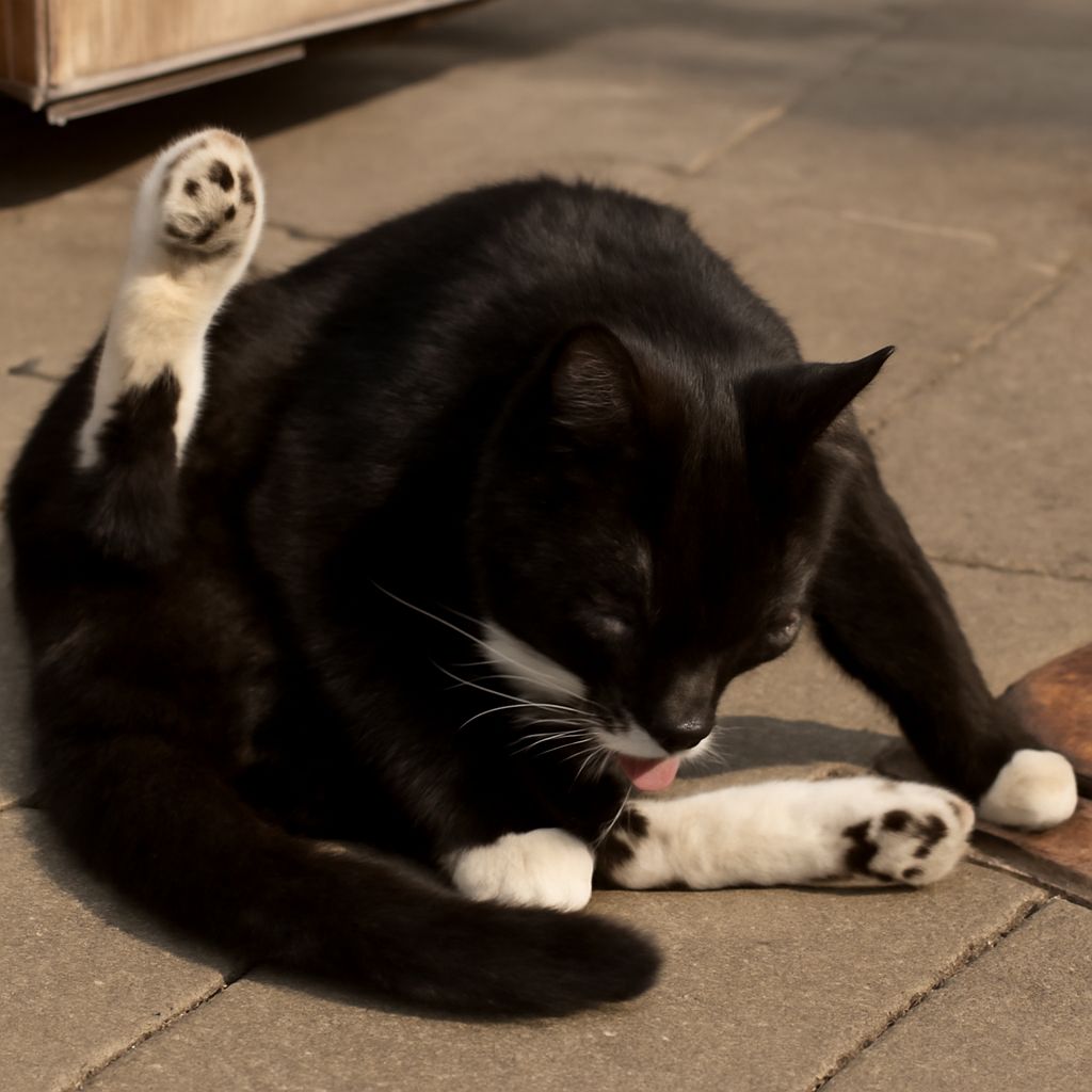 cat biting: Why It Happens and How to Respond