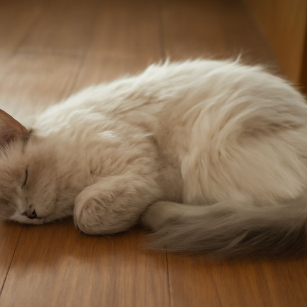 Labored Breathing in Cats: Causes, Warning Signs, and Next Steps