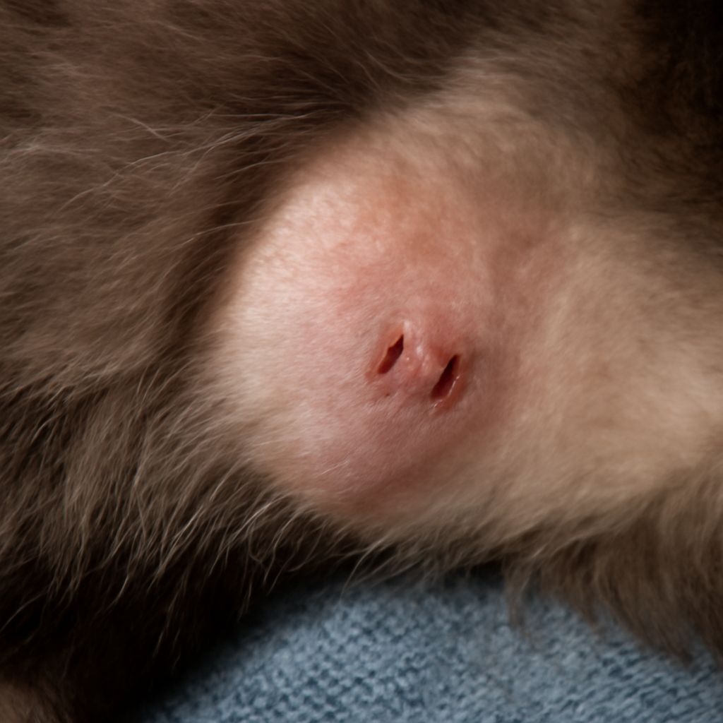 Abscess Cat: Understanding and Treating Feline Abscesses