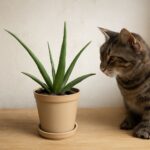 Is aloe toxic to cats and aloe poisonous to cats