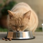 Cat purring and biting behavior, high calorie cat food insights