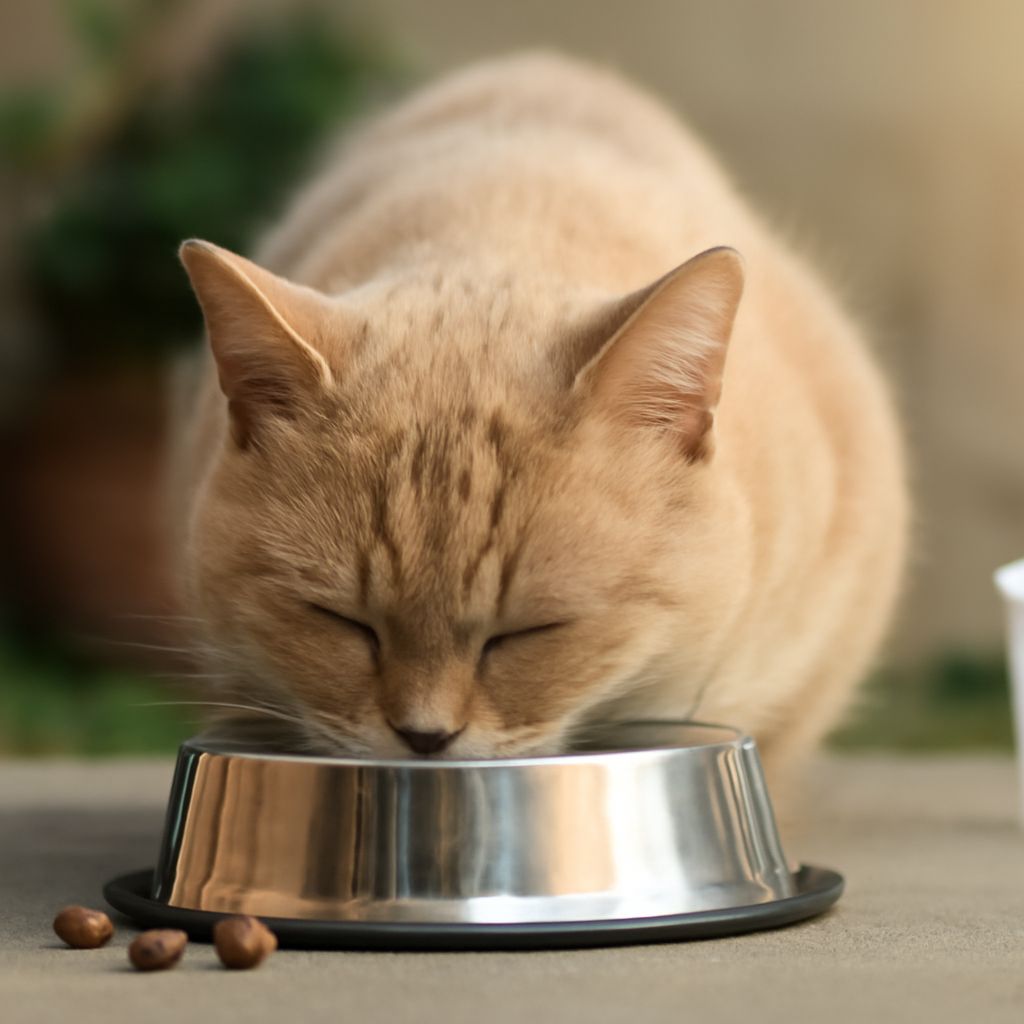 High Calorie Cat Food: Understanding Your Cat’s Behavior