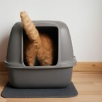 Cat hasn't pooped in 2 days or my cat hasn't pooped in 3 days