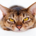 Why doesn't my cat purr? Is it a sign my cat doesn't like me?