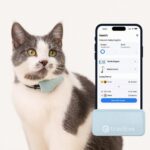 Cat respiratory rate and normal cat breathing