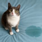 Why is my cat peeing on everything and what to do