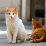 Cat socialization techniques for befriending stray and feral cats