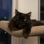 Cat won't let me sleep and my cat won't leave me alone