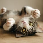 how much is it to declaw a cat and declaw cat cost