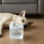 Why does my cat drink so much water and cat drinking excessive water