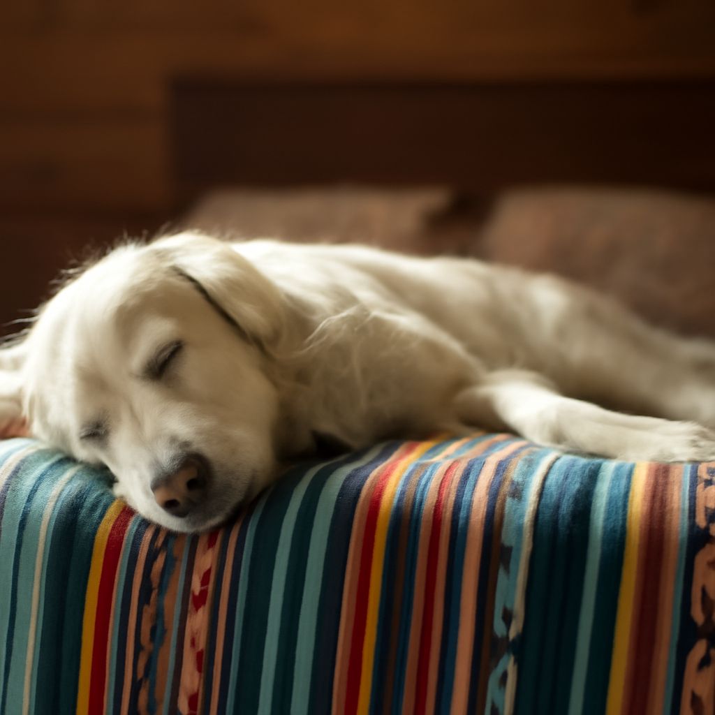 Cat Sedation for Travel: A Comprehensive Guide