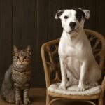 Detailed view of cat eye pupil and cat pupil size meaning