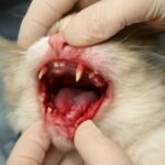 Cat bleeding from mouth and stomatitis in cats deadly