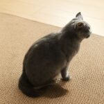 cat urinating outside litter box frequently