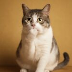 Bad cat jokes and best cat jokes