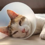 How much does it cost to neuter a cat and cost to neuter cat