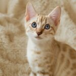 How much is a Bengal cat and typical Bengal cat cost breakdown