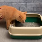How long can a cat go without pooping and signs of a cat not pooping but acting normal