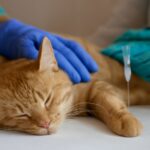 What is distemper in cats and signs of distemper in cats