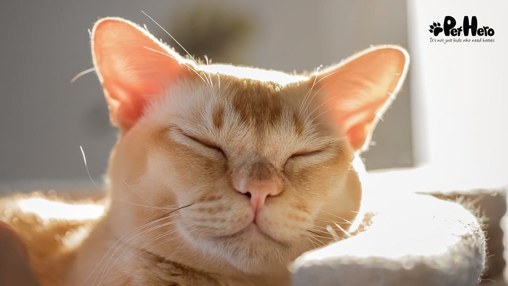 Who Invented the Cat Door? A Journey Through Feline Freedom