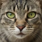 Understanding cat eyes meaning and why do cats eyes get big
