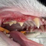 normal cat gums and cat gum color