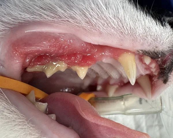 Normal Cat Gums: Understanding Your Cat’s Gum Health