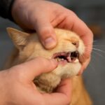 Common cat diseases and managing cat health issues