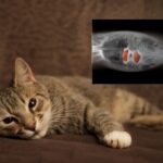 Kidney disease cat and cats with kidney disease