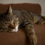 Understanding stages of kidney failure in cats and cat kidney disease stages