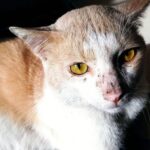 cat nasal discharge and sinus infection in cats