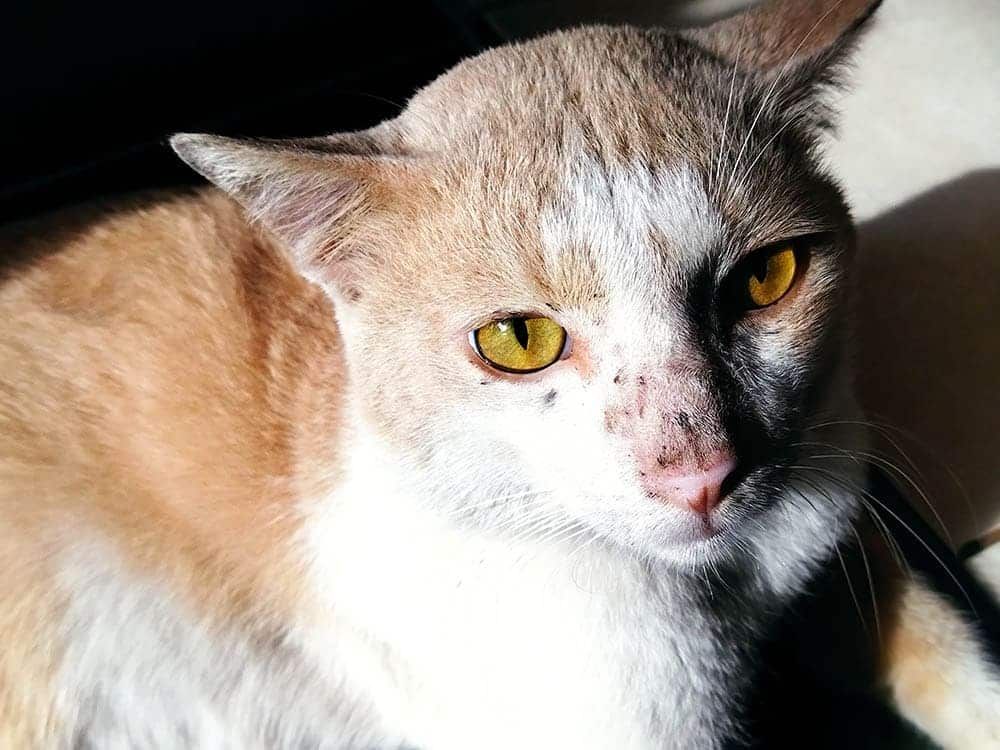 Cat Nasal Discharge: Causes and Treatments