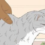 Can I get worms from my cat sleeping in my bed and intestinal parasites in cats