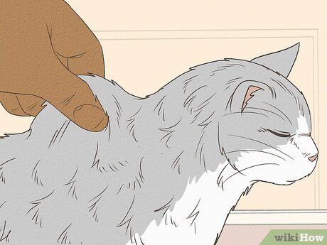 Can I Get Worms from My Cat Sleeping in My Bed?