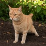Cat keeps pooping on carpet and cat diarrhea outside litter box