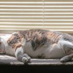 cat snoring and how to help a snoring cat