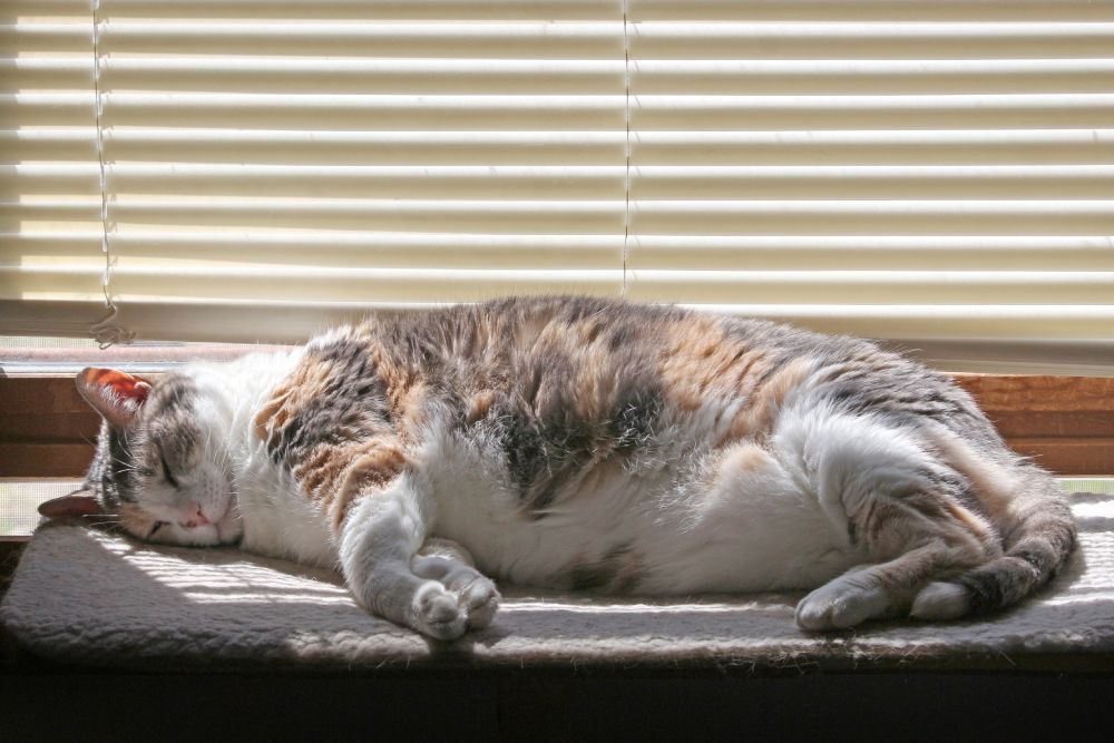 Cat Snoring: Understanding Your Snoring Cat