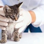 Understanding how old to spay a cat and when cats can get fixed