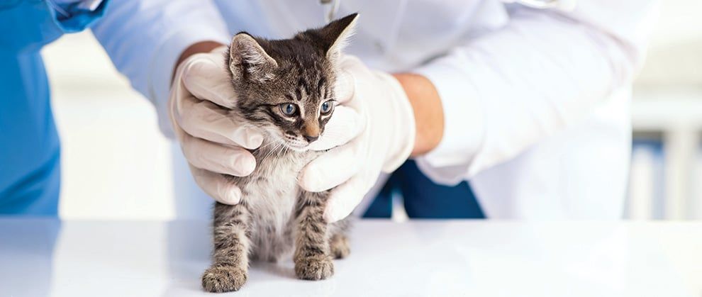 Understanding how old to spay a cat and when cats can get fixed