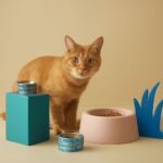 Rapid weight loss in cats and cat losing weight and hair