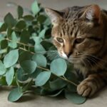 cats and eucalyptus oil, eucalyptus oil cats