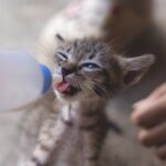 cats drink lactose free milk and soy milk options