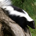 Civet cat skunk and Celtic cat goddess
