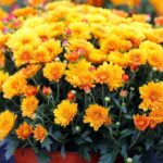 Are mums poisonous to cats and are mums safe for cats?
