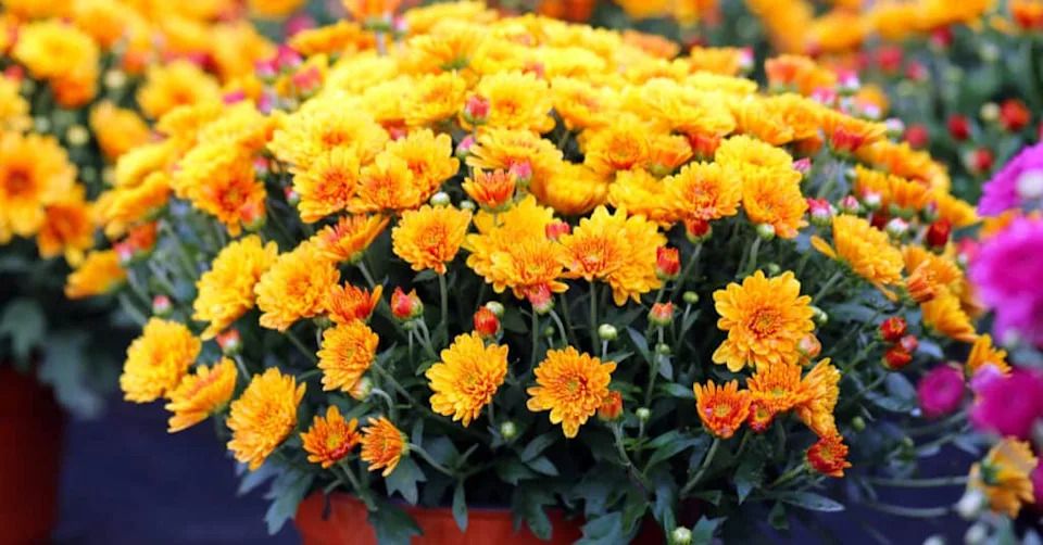 Are mums poisonous to cats and are mums safe for cats?